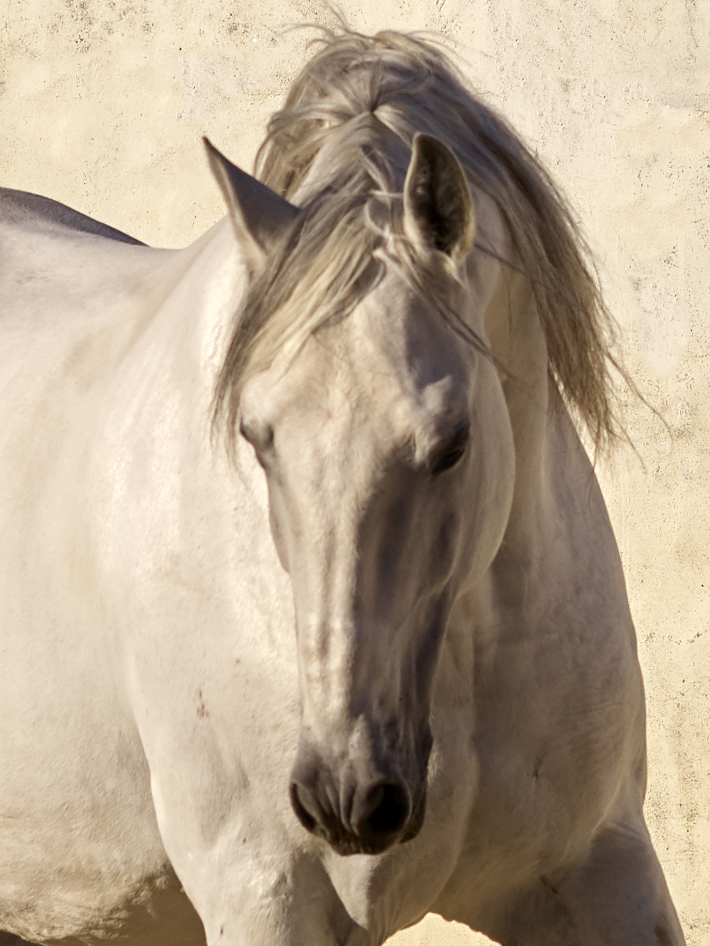 Primeur